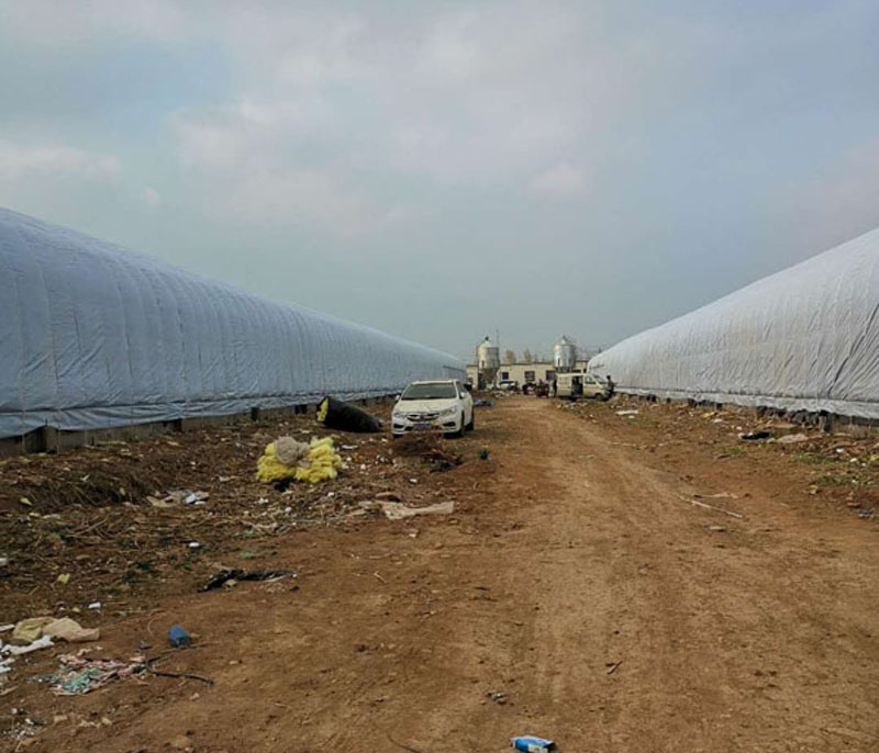 養雞大棚 養雞大棚
